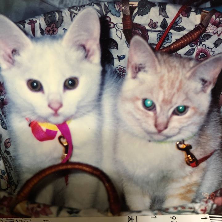 233026b4 49da 4086 b0b2 6a7e02e53fce 1527073166171