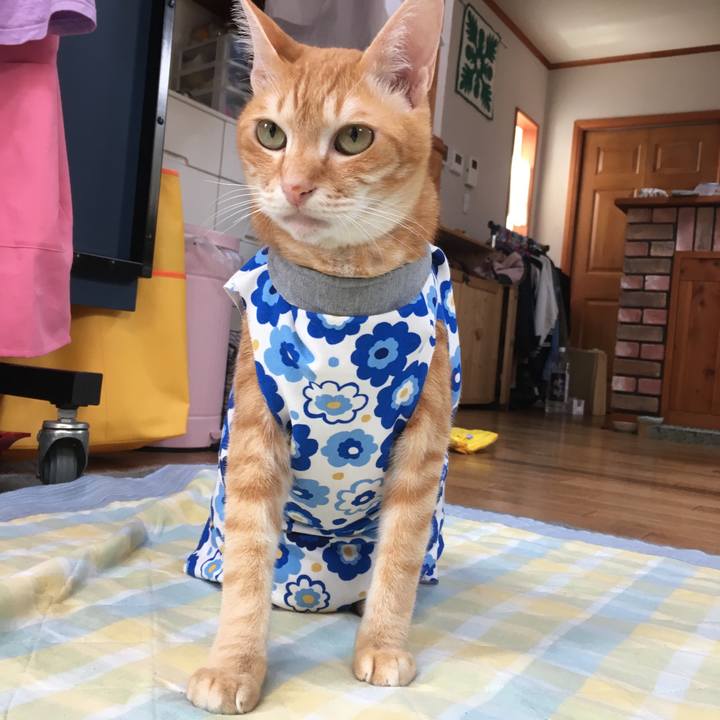 2331536e ceca 4527 8a2e 58c2b380240d 1527403215061