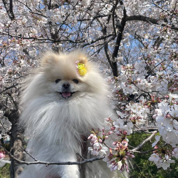 2332abd4 f49e 4b72 8cc5 23280c7503b2 1743738546047