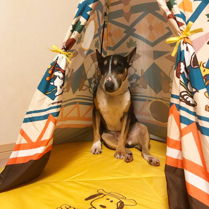 23360a78 c7d9 41c8 8776 776dea471e59 1525704008691