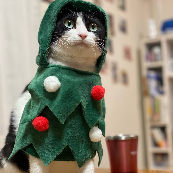 233746a6 6c2c 46f8 8a34 30d5ba603422 1607594964511