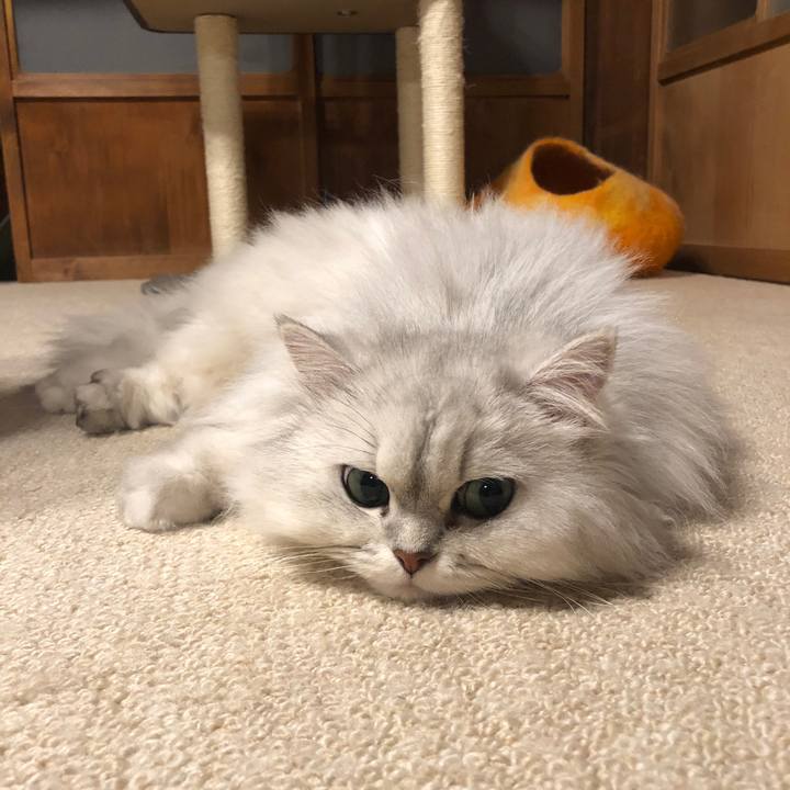 23379b88 52ce 461c 91ad 19ef12239b81 1582462885124