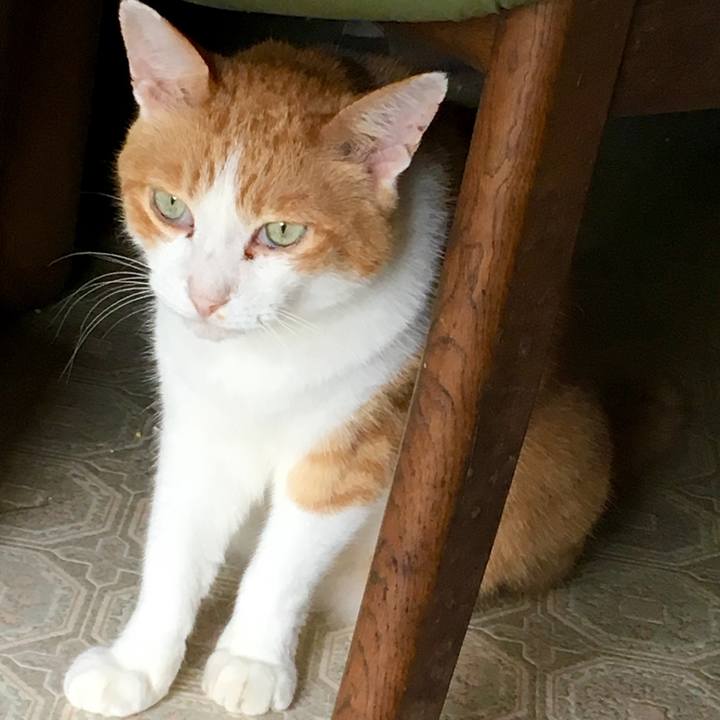 233837ea b668 4aea 9810 e1adba2e329c 1566199231912