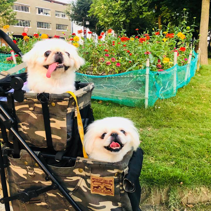 23384ee2 3297 4bcb bf08 01bc110d7a6f 1597275049253