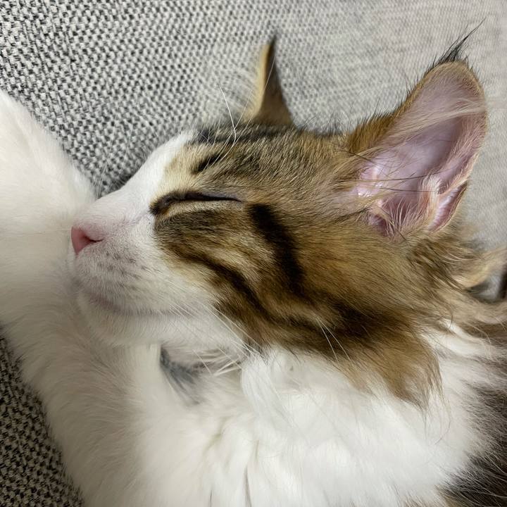 233923de ceab 420b 9b18 eb4f6c515efd 1633391132185