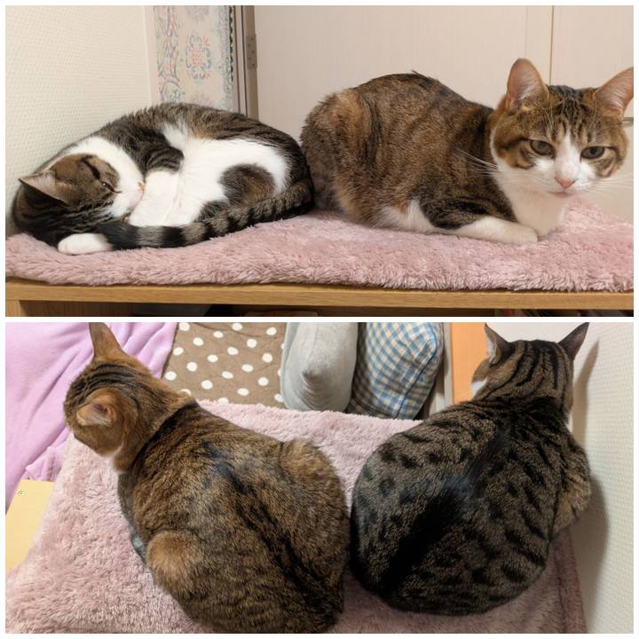 2339b6e0 00ab 43a8 b549 1412d4db41ca 1769177239557