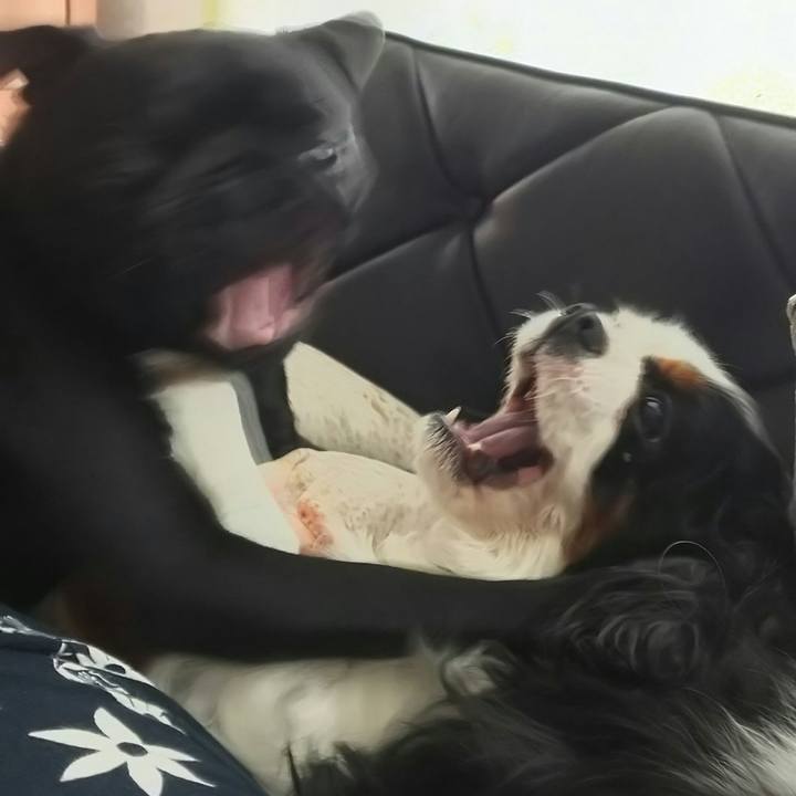 233f76c4 0b0c 4df0 b278 efc83db58ab6 1534147737473