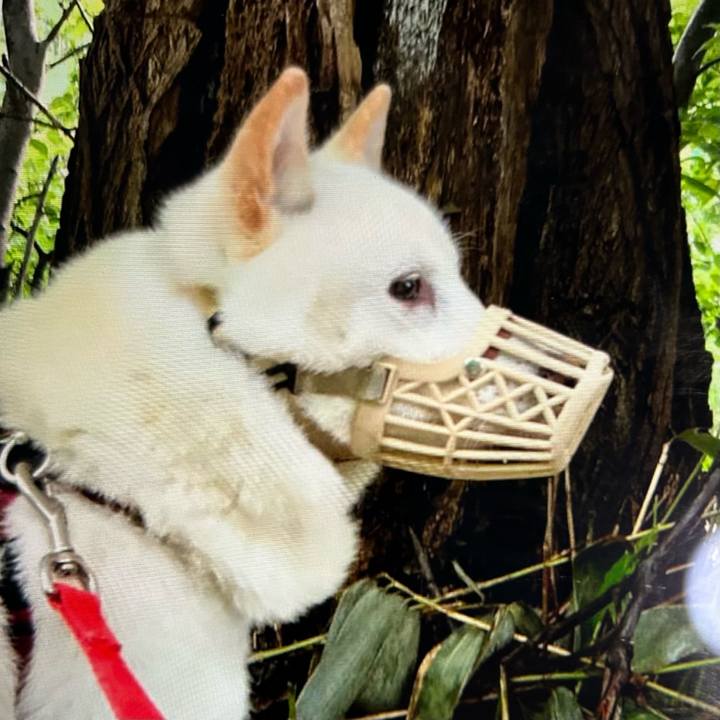 234320ca fbc3 4999 9945 88a226516f93 1775256294113