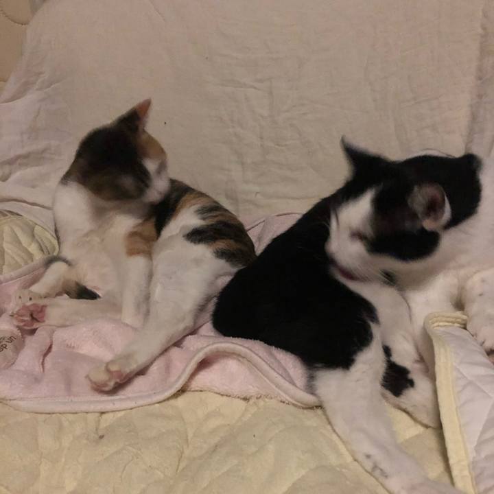 23445a11 42db 4aac b592 47e5a3fc602d 1604154460247