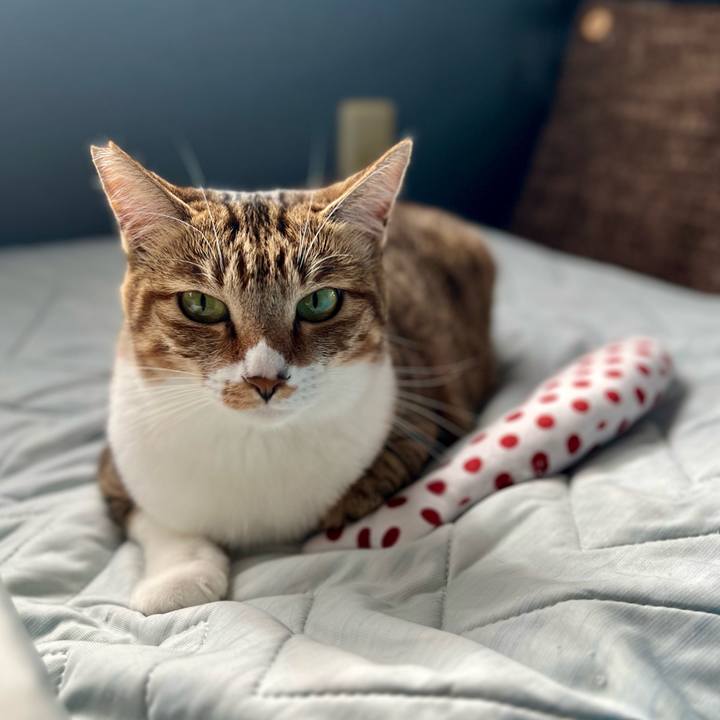 234a8c21 46dd 4775 975b a90b88caec41 1761052002701