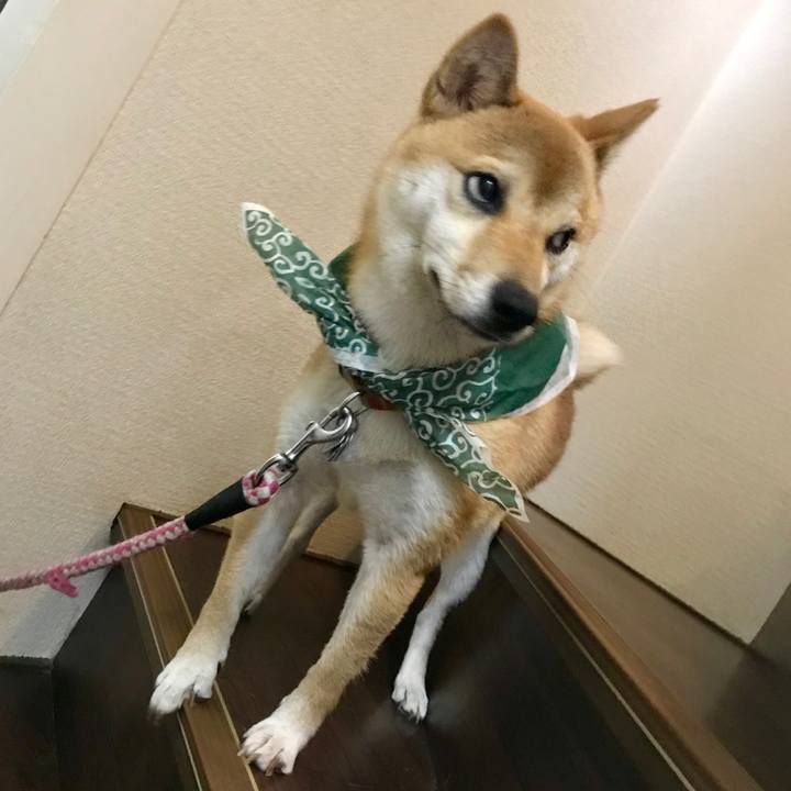 234ed629 2e31 4fe2 affc e0e5094d0d55 1534518133168