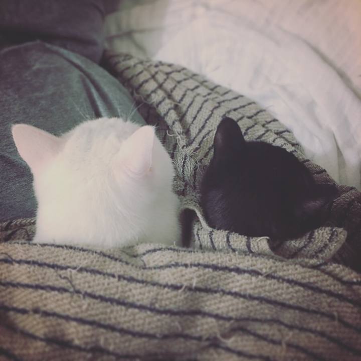 234f7238 87e8 4b71 b65a ebc7c2a76a92 1541029489231