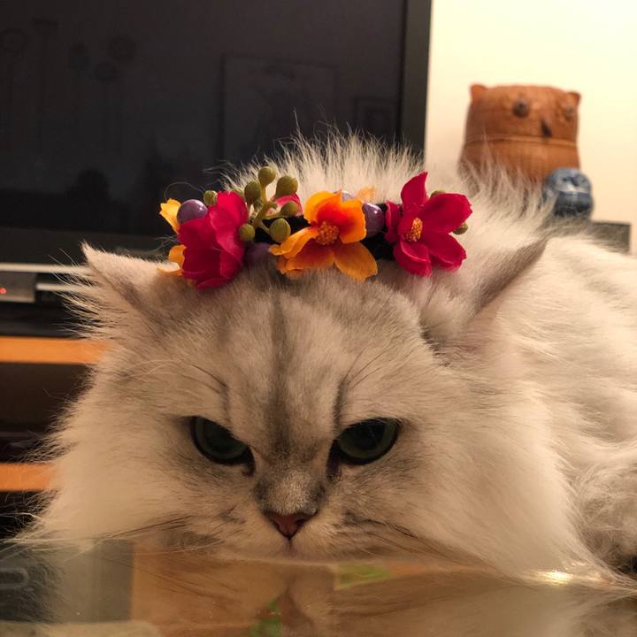 2350c319 3591 4135 ad98 6e39af6a42d9 1544706582804