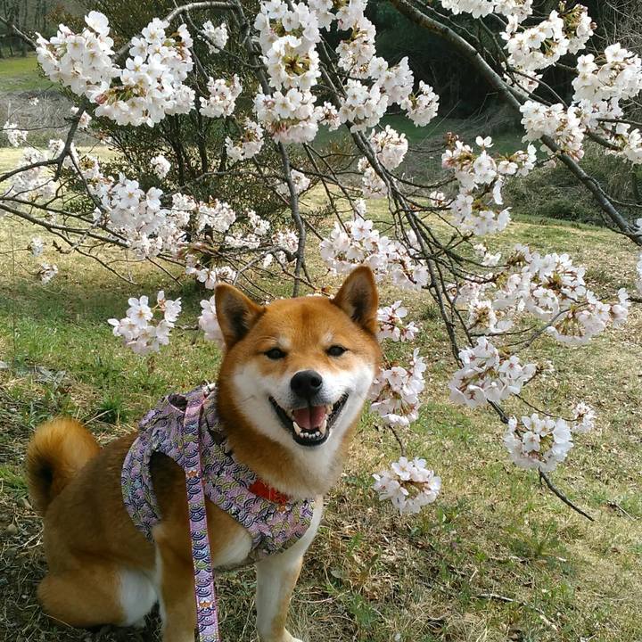 2355246a ea88 4a9a 8f7c f6d9b6e0d016 1522130426294