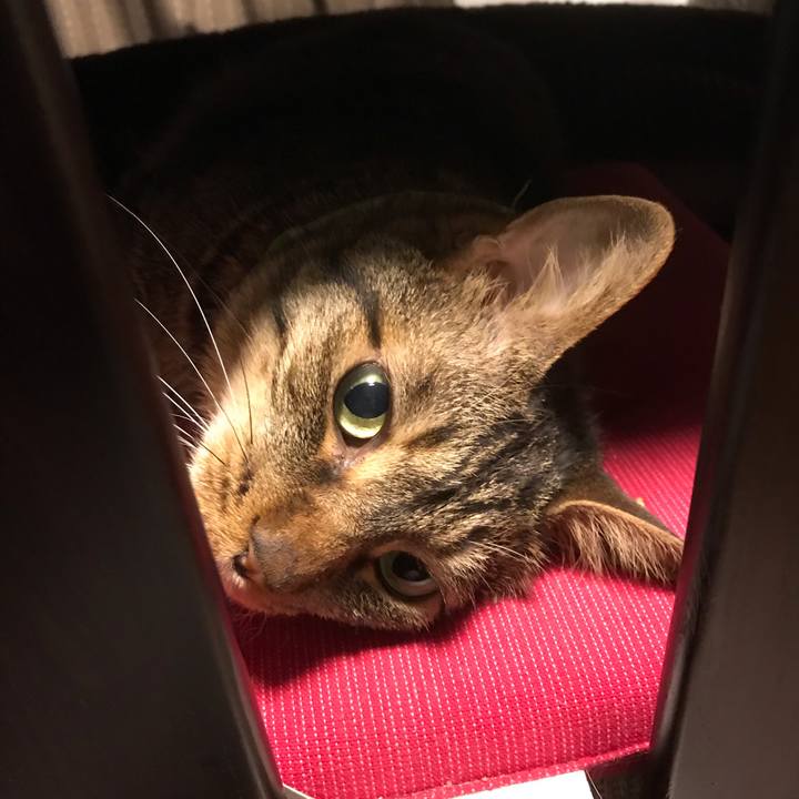 235886c7 3e6c 4472 8ea7 1472b777fd49 1594482731376