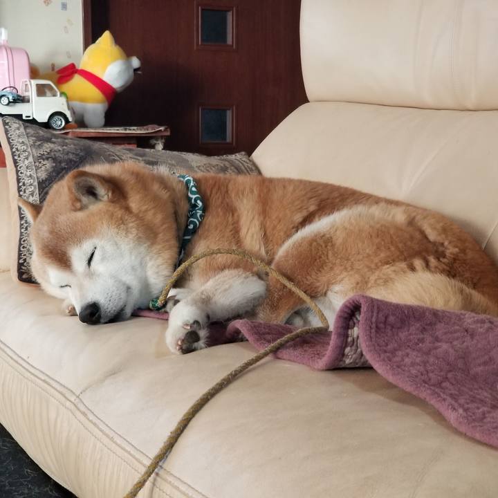 235aaced 2efc 473e 98e7 c8ef3ad32af7 1702165550824