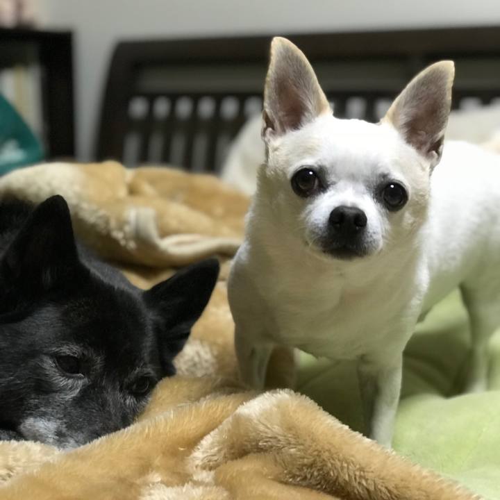 235c1020 5847 448c 8bed 68812aed2a18 1511951634580