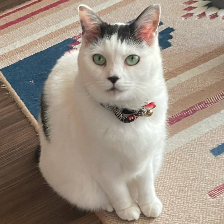 235f2651 f8ec 4f85 b4d4 8e3844196771 1702105899721