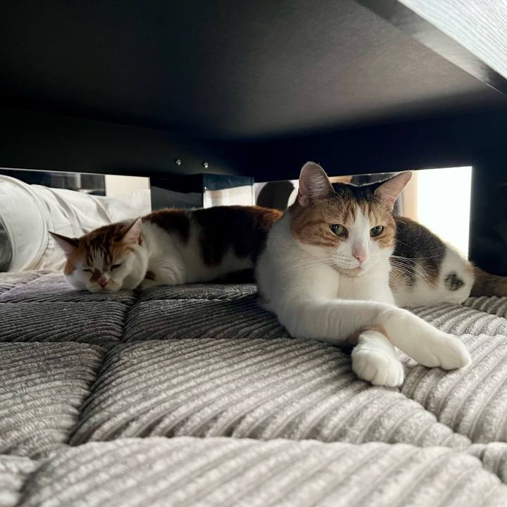 235faaa0 143e 405b b1e6 af449ece7aba 1761098581994