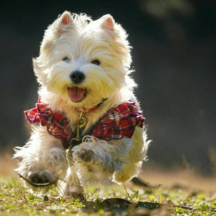 2361049e 1cee 4cfb 9192 46ffaf11a3c2 1512687101588