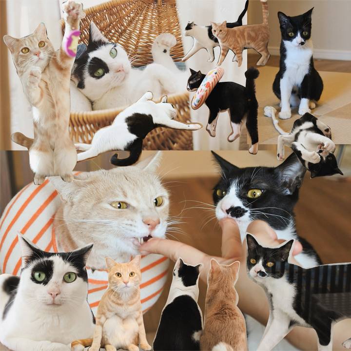 2362bacf ba4e 4c2e ab60 a322d8f918dc 1729495515445