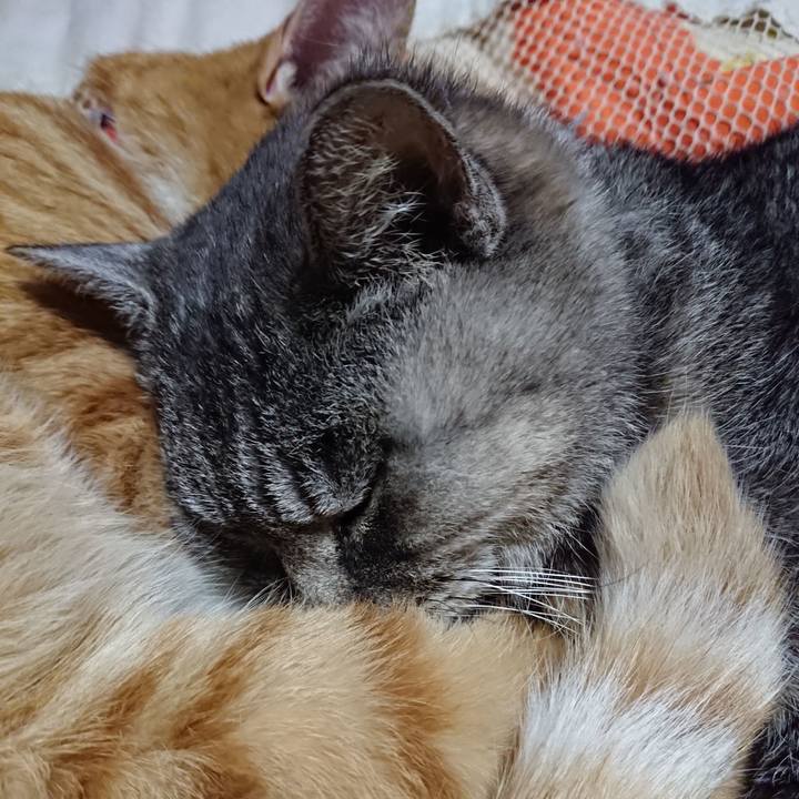 2363f153 55c7 4663 a8b4 fa4597ea7c6a 1573649460555