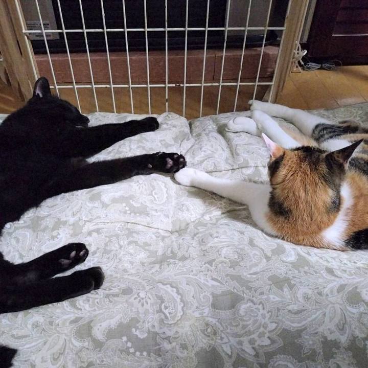 23644764 cd74 4b7c 951d b789ec02222e 1730466656603