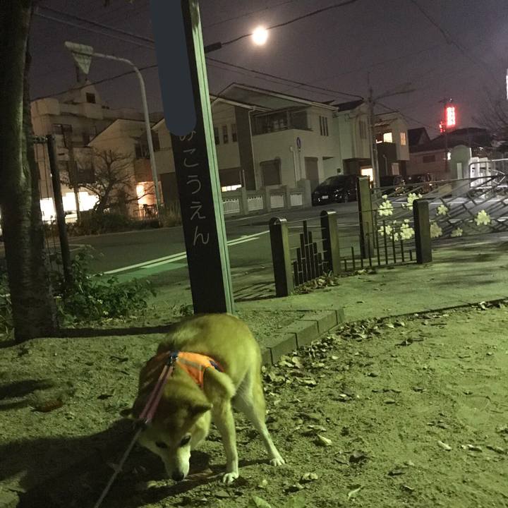 236b39f3 a88f 4a9f 81df ba75a0948a4d 1543062196495