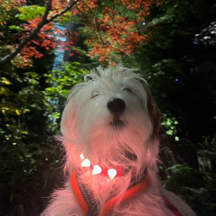 236f6815 b935 4ee8 acdd c233239f564c 1732968054339