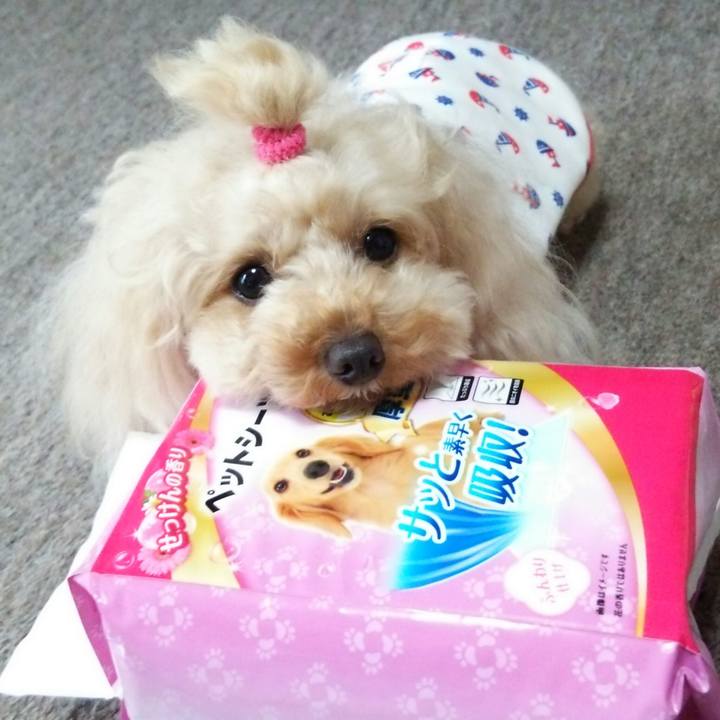 23728f95 33b9 46db b8a6 9d816410f835 1529133055504