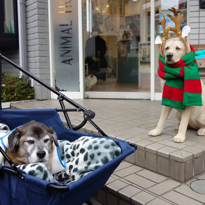 23744955 c46b 4c16 8469 1efc915e6a17 1575852639143