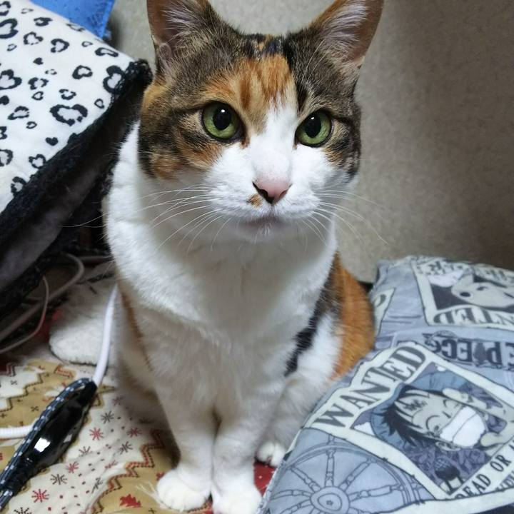 23762ffe 9039 476a ad17 a3ae684ebb29 1525947901980