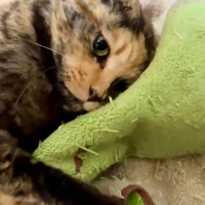 237b73e7 8ab7 453e b131 2932f2c75d12 1733946706651