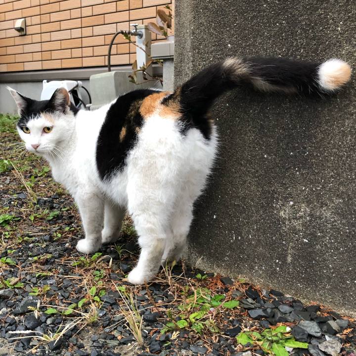 237d21dd 21bb 4cbc bd68 cad0cc4acd0a 1604701562432