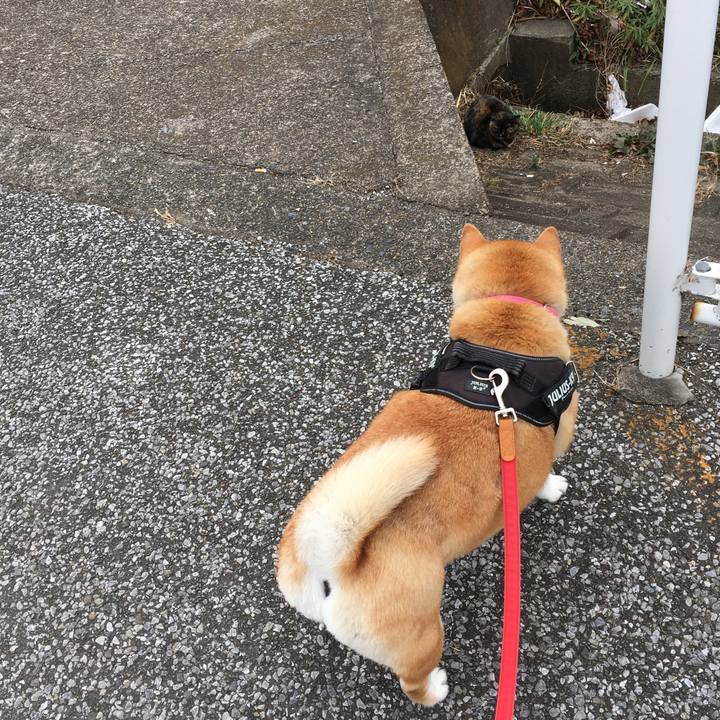 23804bb9 e871 43a0 9e06 deb28db7046c 1613429868925