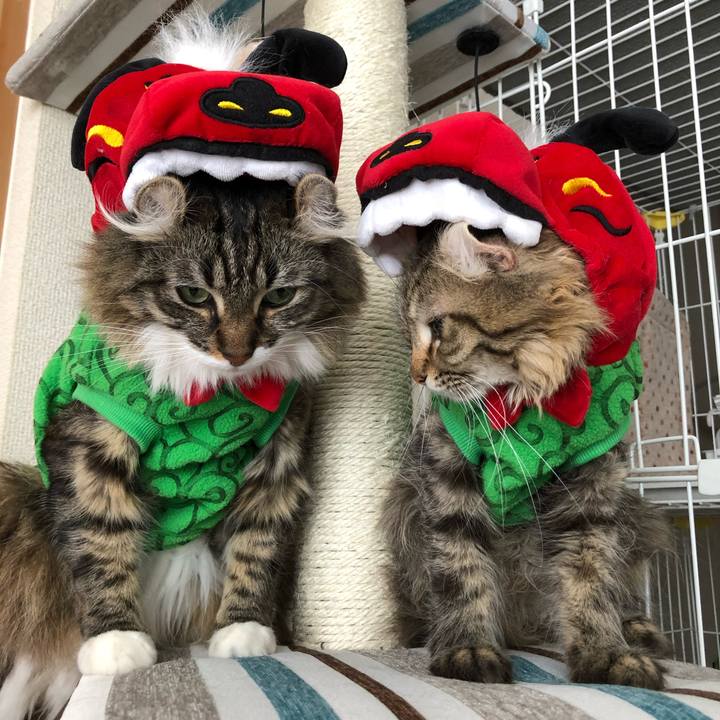 2380aecf 05b3 44d8 9f2f 0788b791effa 1604848089922