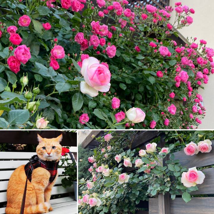 2380c9be d5ff 4742 9e7e 0850544aac4a 1622018499916