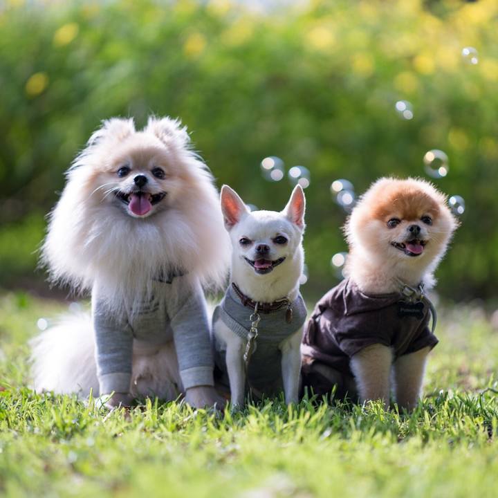 23813f17 e0cc 440a 97a9 8dfabf771ed2 1508450408745