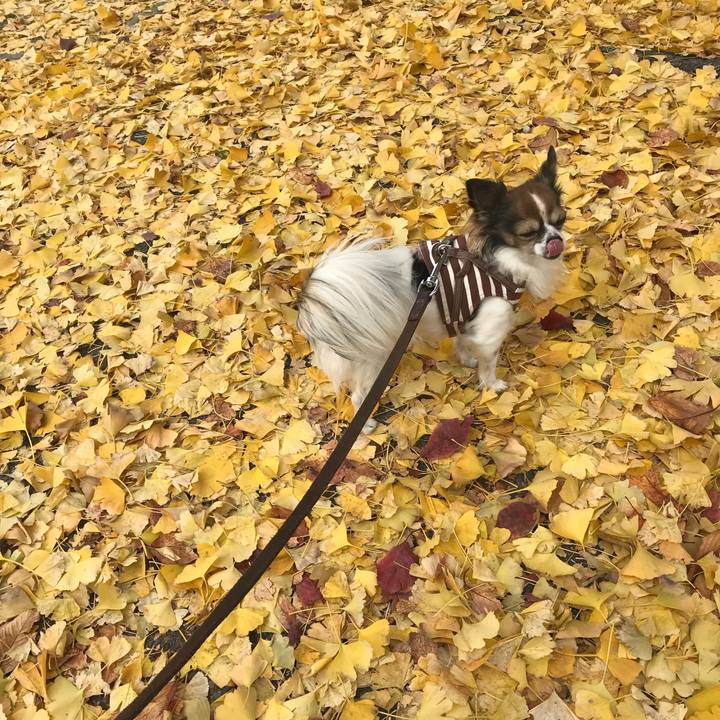 238184e5 0d78 4e80 a737 b9e431e43998 1512357134881