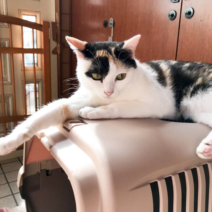 2386f121 c409 4a64 bdc8 18f3121653d7 1531875248973