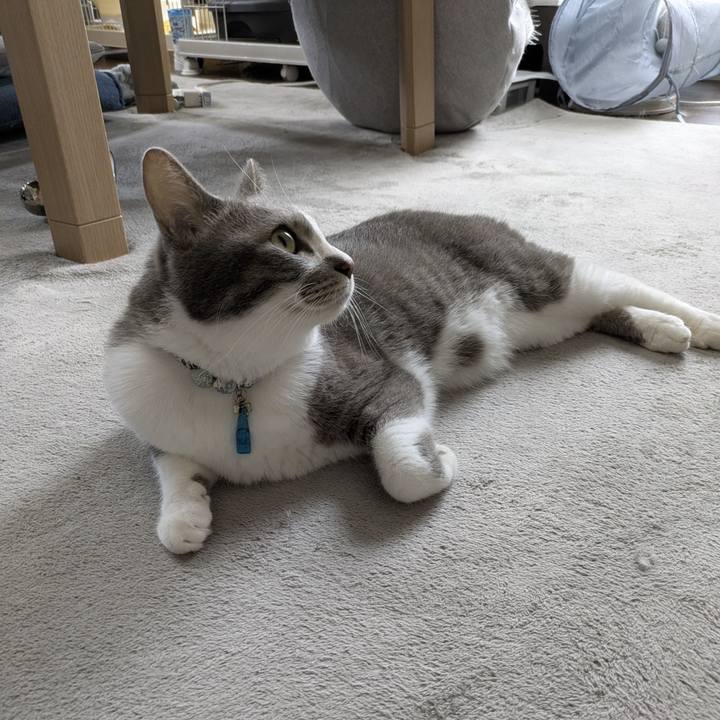 2387b898 6ece 4c0b a226 08fb0e89141f 1755054423540