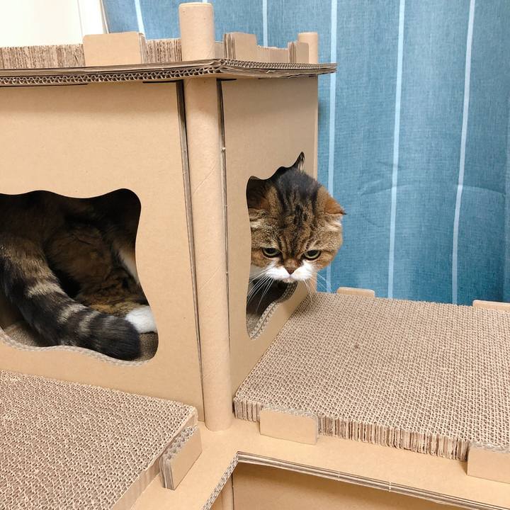 238a13b6 0028 4688 8eac 633c38f0f7df 1597152296823