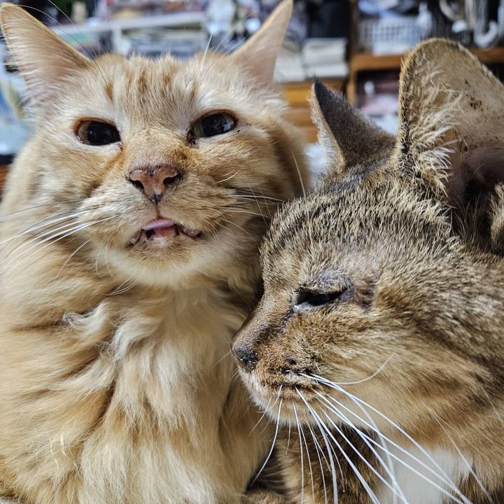 238af372 b824 48bf a838 a3f84876e067 1758682394323