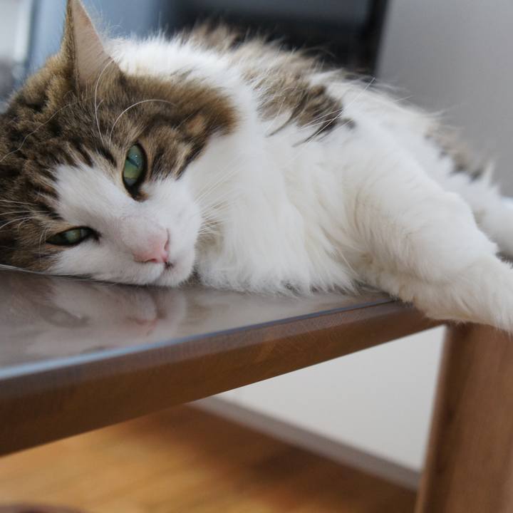 238bfeed 145e 4f70 82b1 2920901e4f56 1534074831493