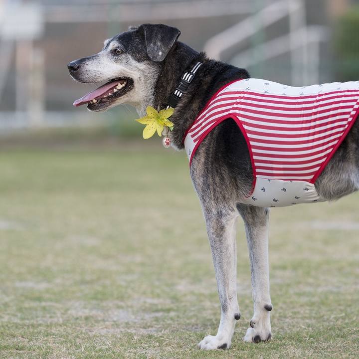 238d01a0 35c7 434c 877a 2a23d34251f8 1533562625786