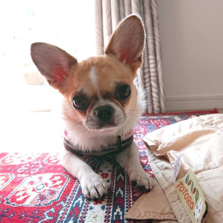 2391fdfc 9f4f 407a 8b71 e96731a57a0d 1553484844290