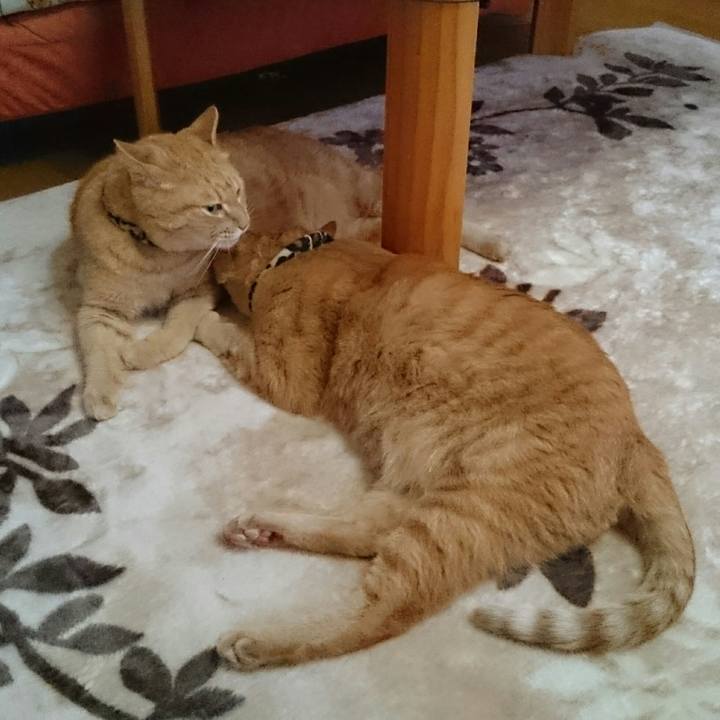 2393f8c2 e68b 4217 8b7c 3164d9fef8eb 1541802812492