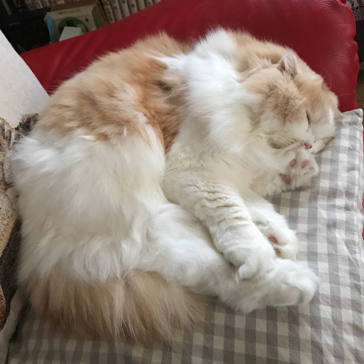 239602e2 3a9d 4ebe ae3a 84a92a26d54e 1526856190653