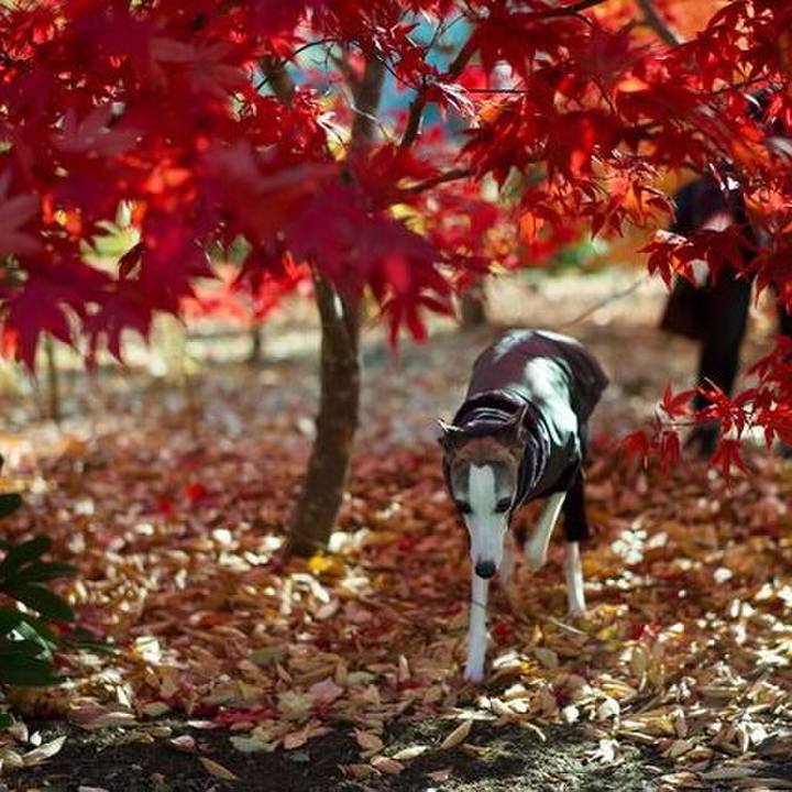 239a3858 f4ef 4d73 97d7 b9399ad9fe4a 1511528547270