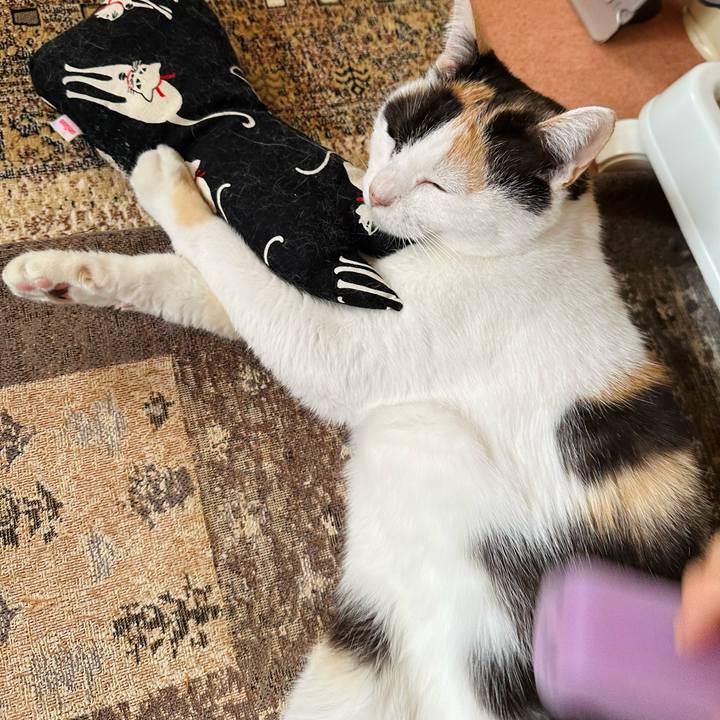 239b2cd6 fbcf 416b 9575 cdd2dee97c41 1701922531314